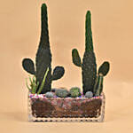 Succulents Rectangular Terrarium