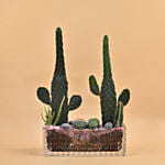 Succulents Rectangular Terrarium