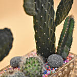 Succulents Rectangular Terrarium