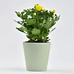 Yellow Chrysanthemum Plant In Planter