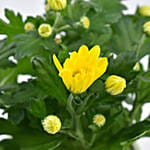 Yellow Chrysanthemum Plant In Planter