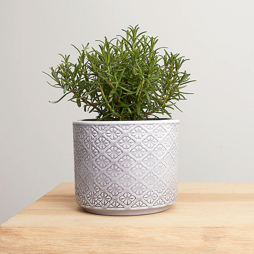 Rosemary Plant In Textured Ceramic Pot