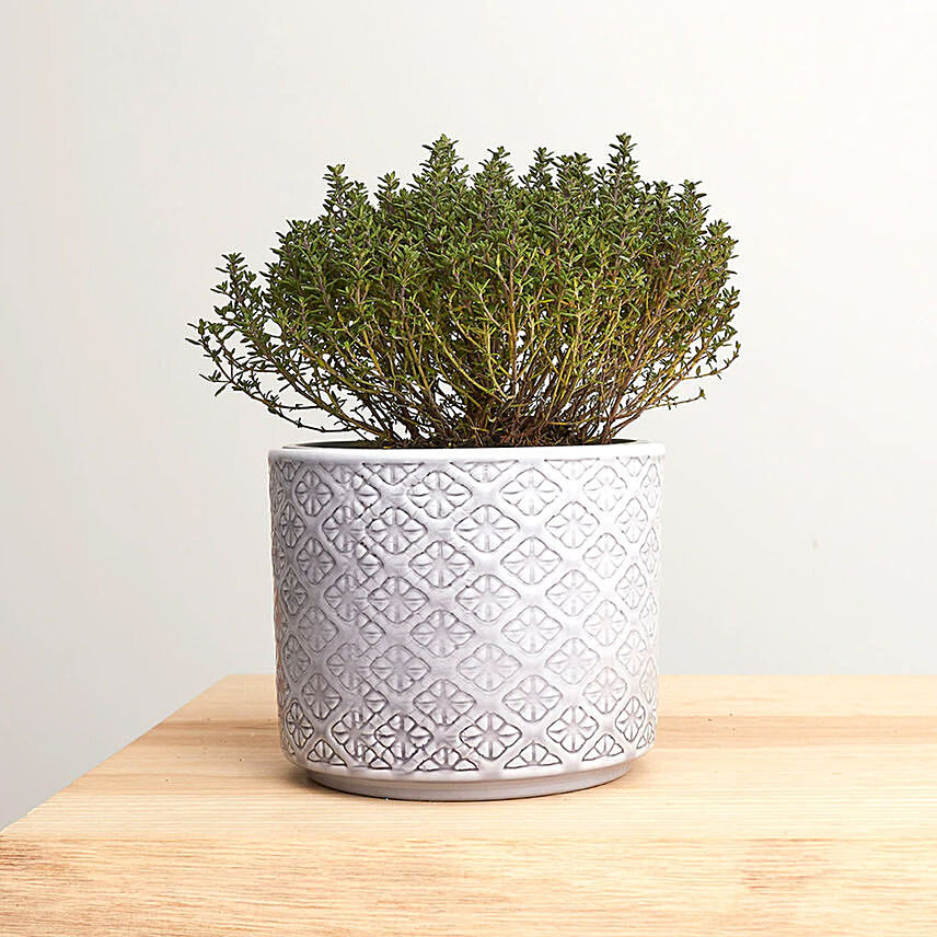Thyme Plant Textured Ceramic Pot