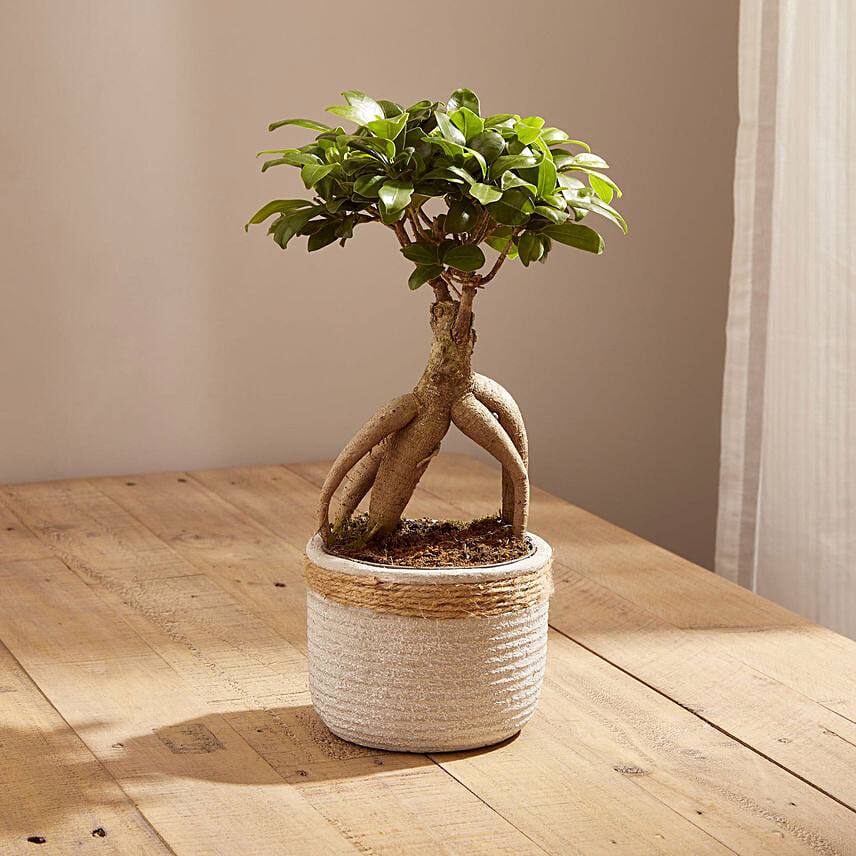 Ficus Ginseng In A Pot