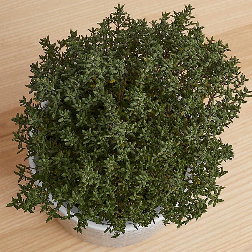 Thyme Plant Textured Ceramic Pot