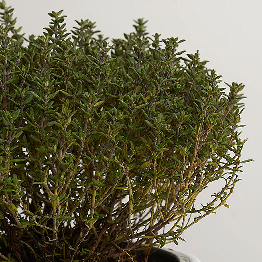 Thyme Plant Textured Ceramic Pot