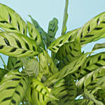 Calathea Leopardina Plant