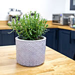 Rosemary Plant In Textured Ceramic Pot
