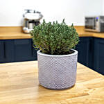 Thyme Plant Textured Ceramic Pot