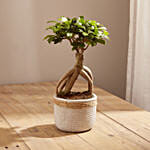 Ficus Ginseng In A Pot