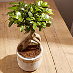 Ficus Ginseng In A Pot