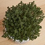 Thyme Plant Textured Ceramic Pot