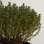Thyme Plant Textured Ceramic Pot