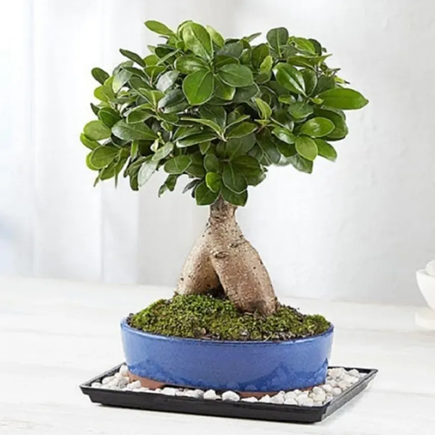 Ginseng Grafted Ficus