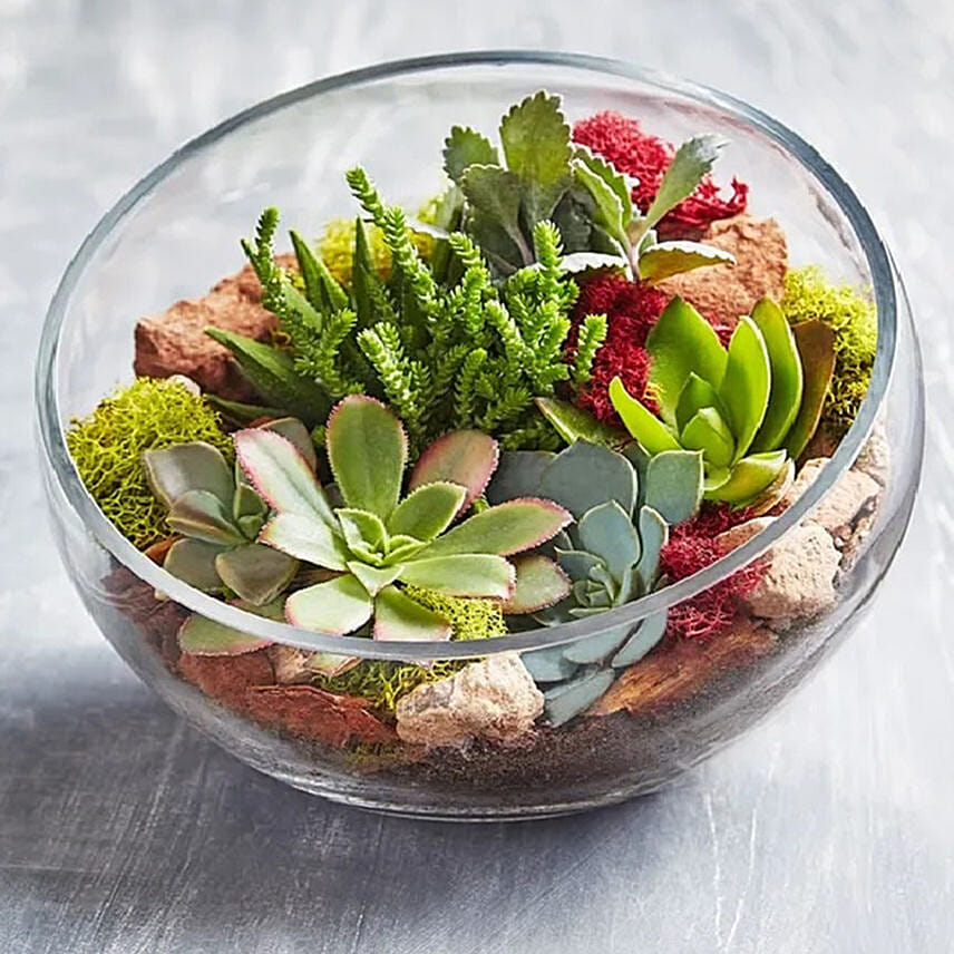 Glass Succulent Terrarium