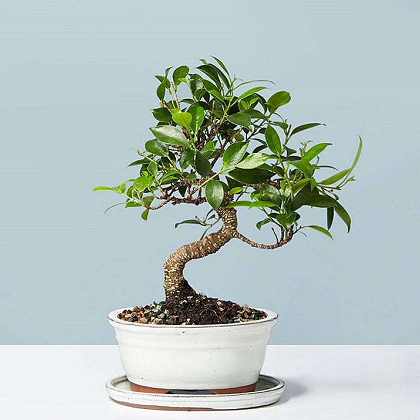 Golden Gate Ficus Bonsai