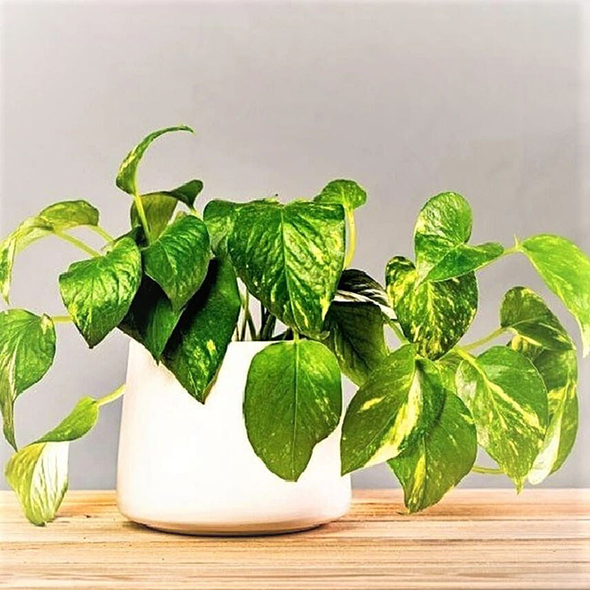 Golden Pothos Plants