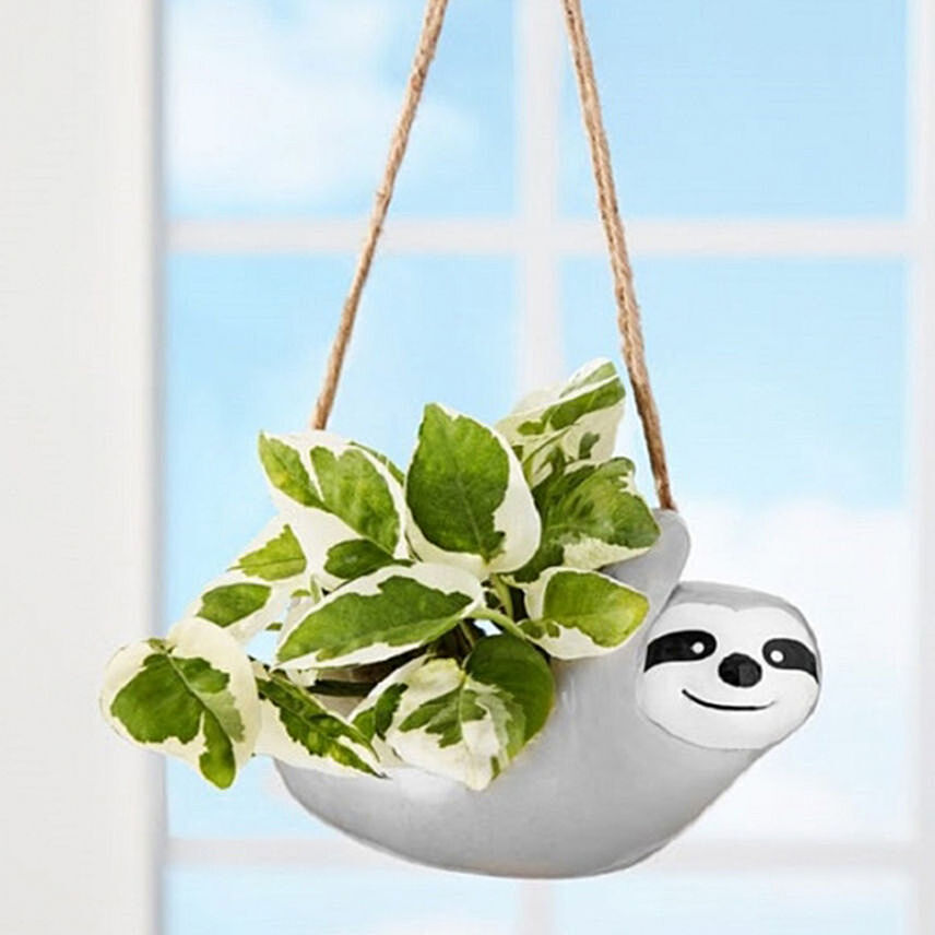 Hanging Sloth Plant
