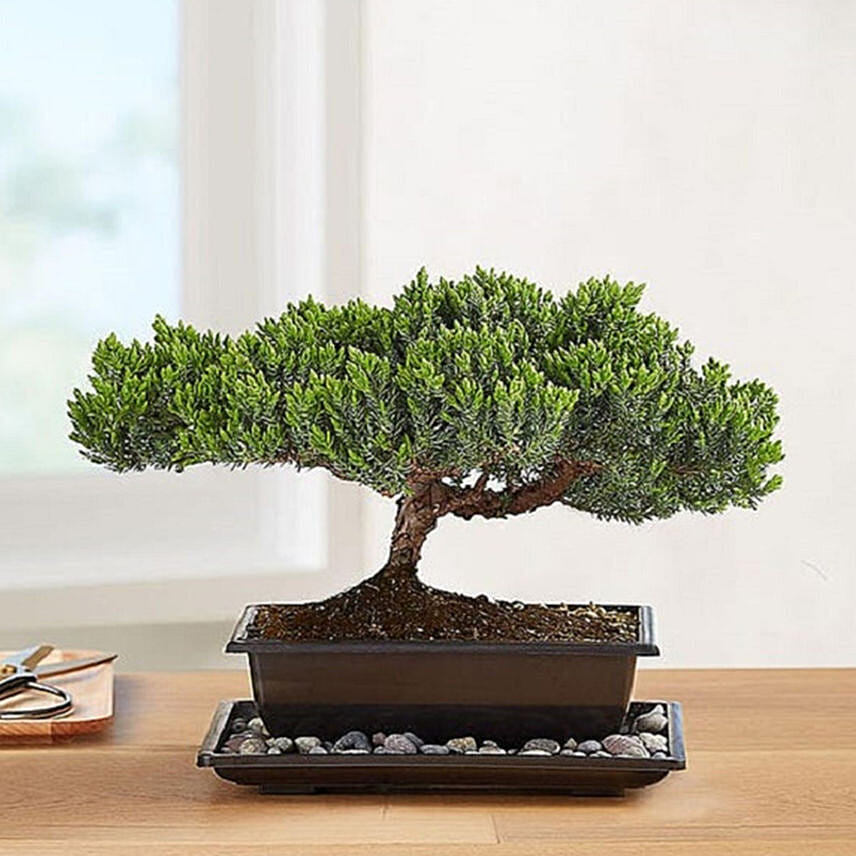 Juniper Bonsai