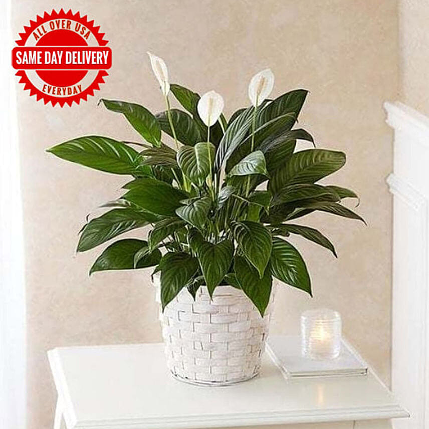 Peace Lily Plant