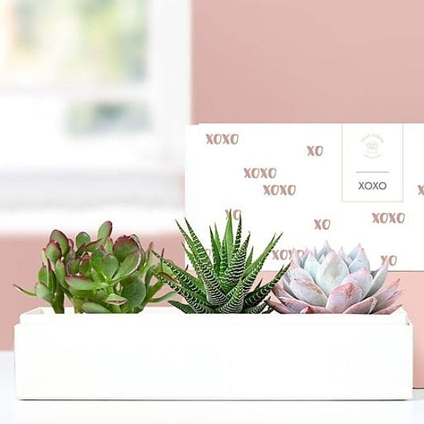 Xoxo Succulents