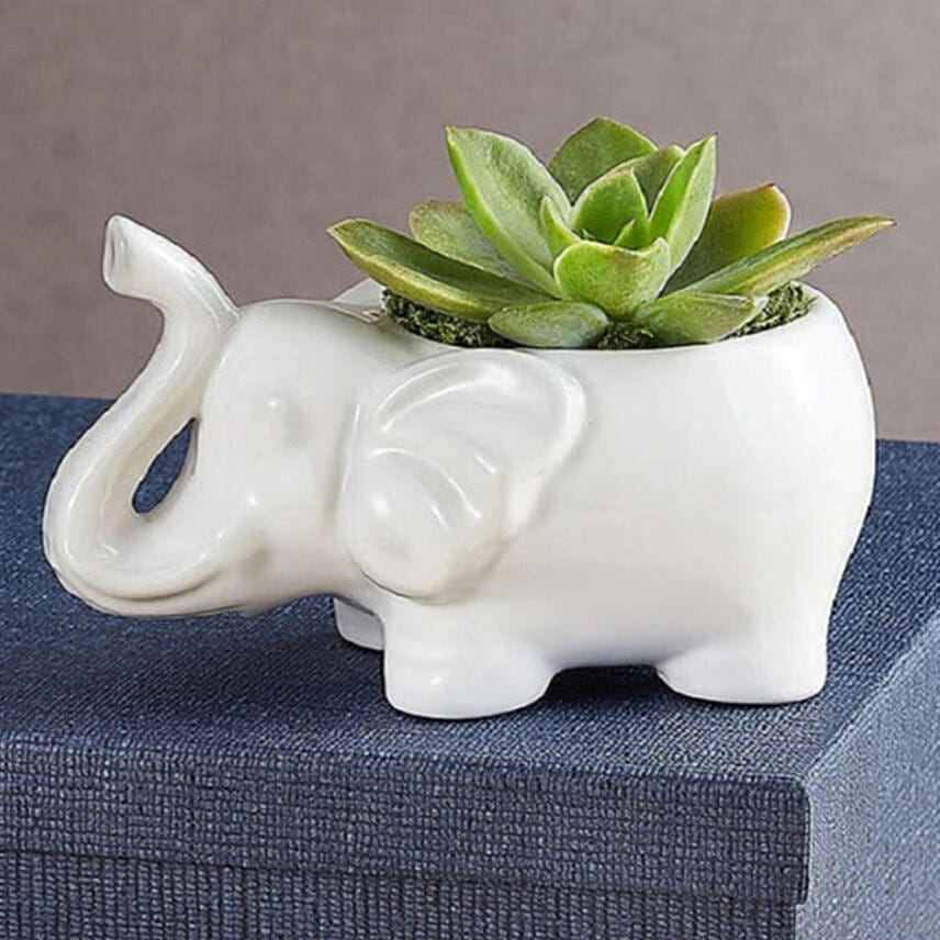 Safari Elephant Succulents Safari Elephant Succulents: Send Gift To USA