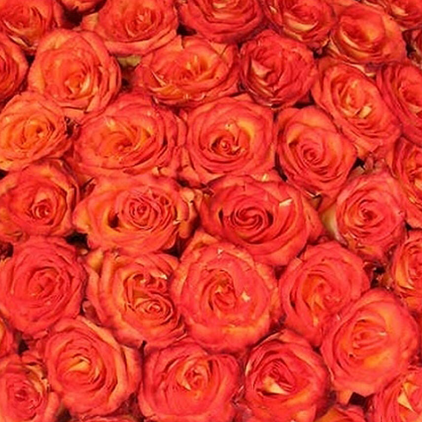 50 Stems Of Bicolor Orange Rose