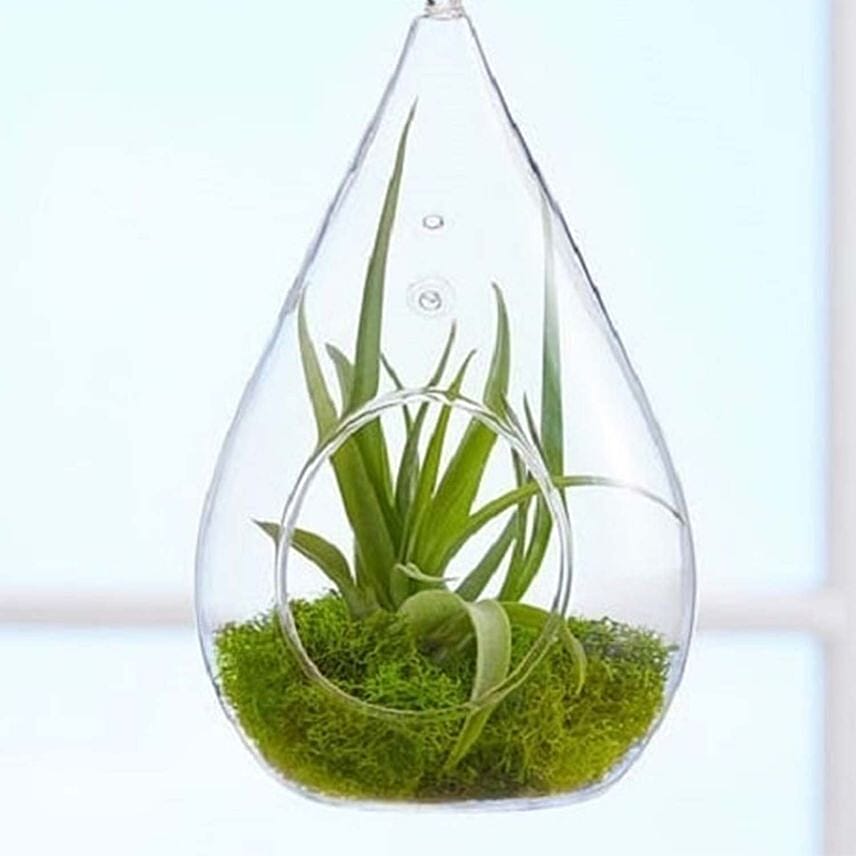 Airplant Terrarium