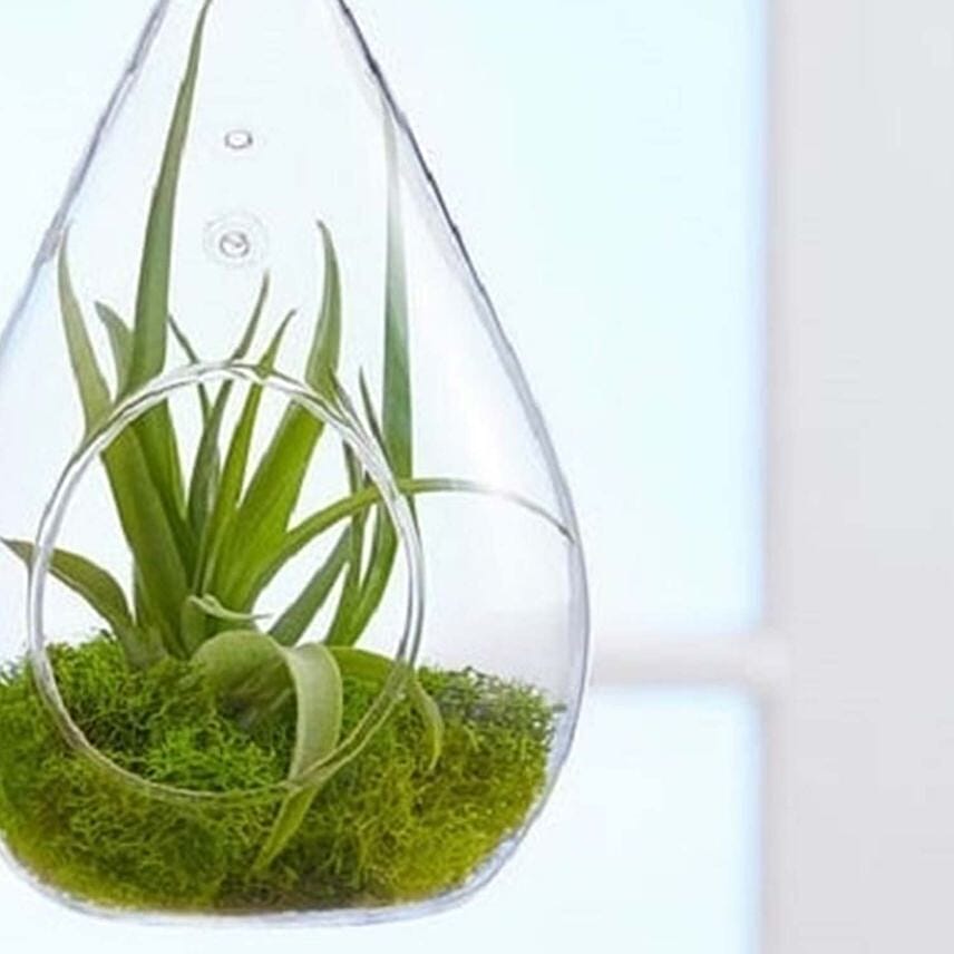 Airplant Terrarium