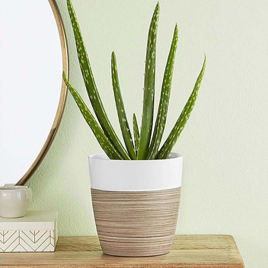 Aloe Vera Plant