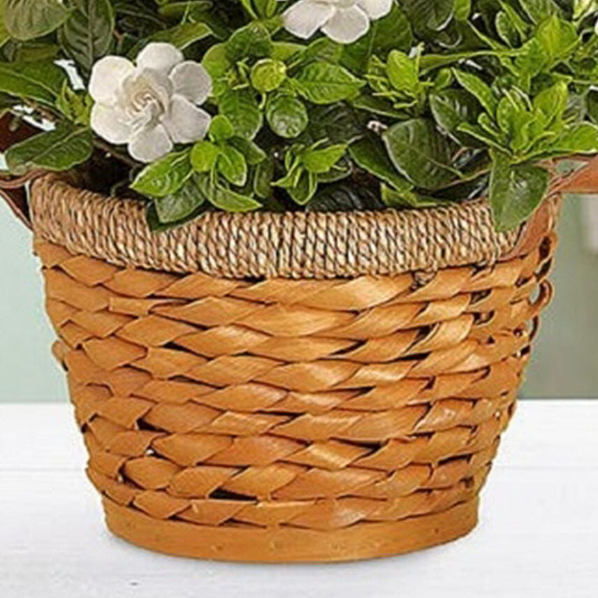 Blooming Gardenia Plant In Basket