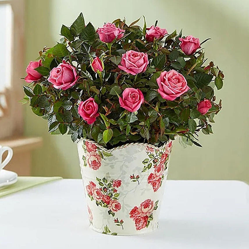 Budding Rose Plant