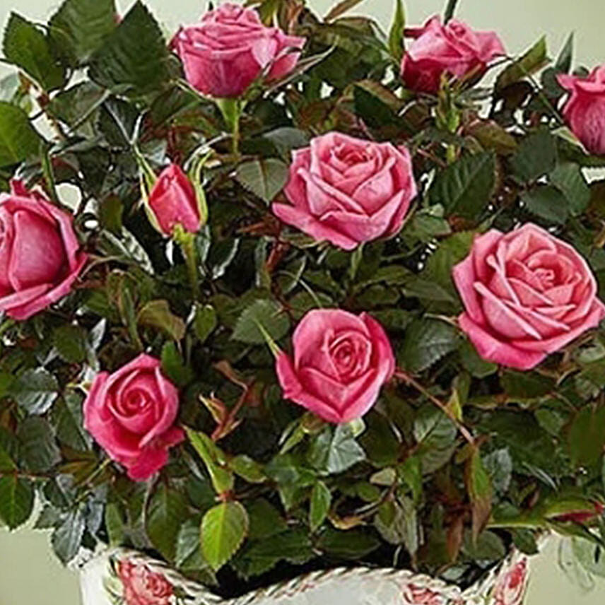 Budding Rose Plant