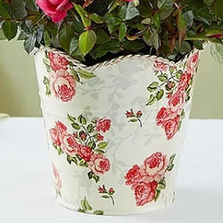 Budding Rose Plant