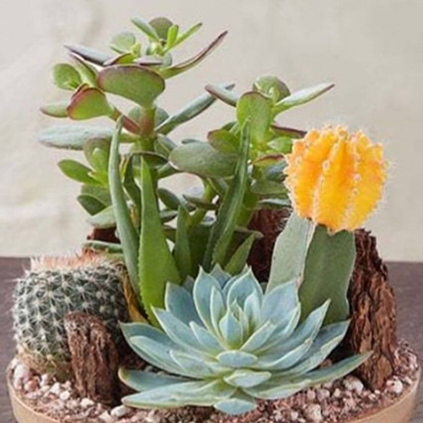 Cactus Dish Garden