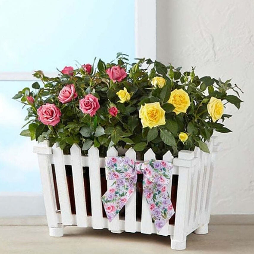 Charming Rose Garden