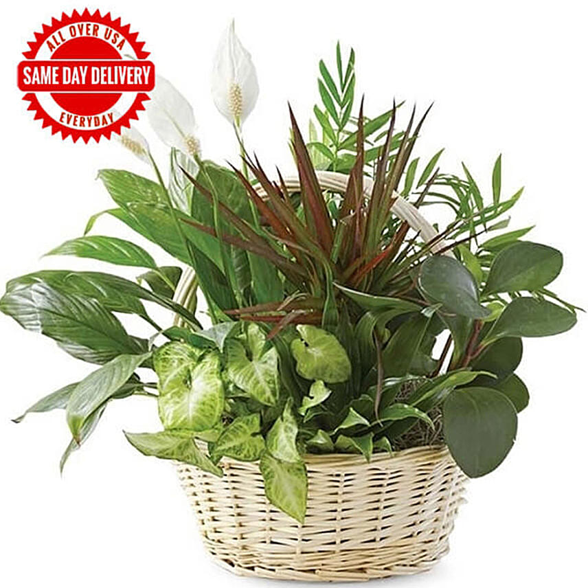 Dish Garden