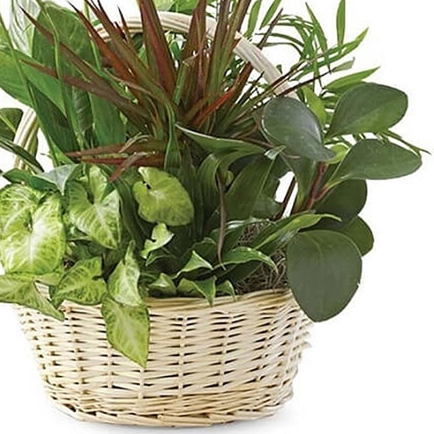 Dish Garden