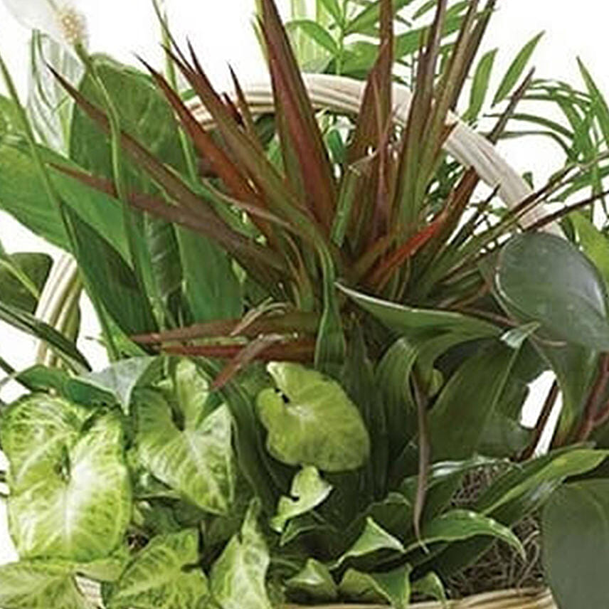 Dish Garden