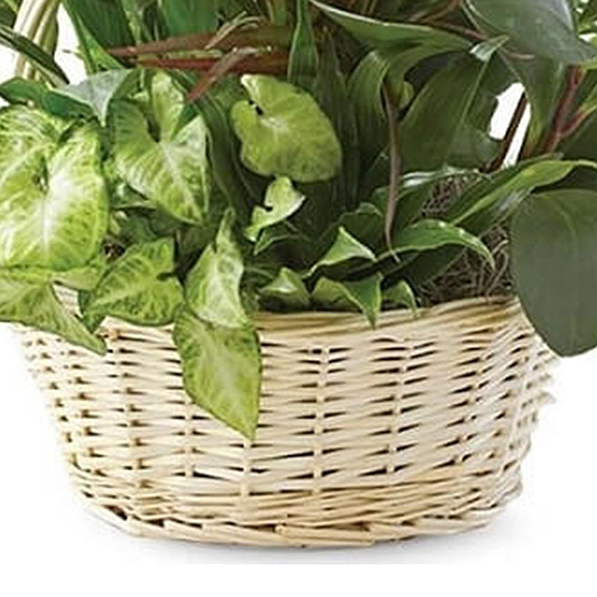 Dish Garden