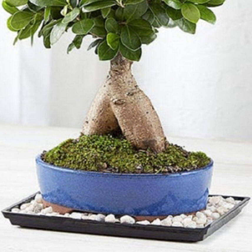 Ginseng Grafted Ficus