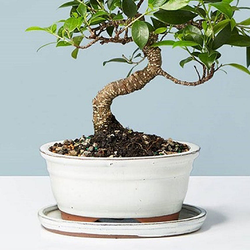 Golden Gate Ficus Bonsai