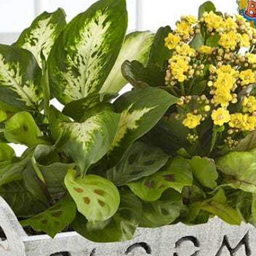 Happy Birthday Dish Garden