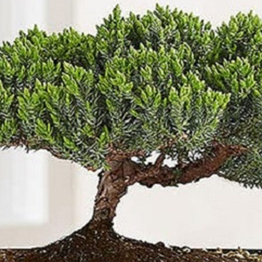 Juniper Bonsai