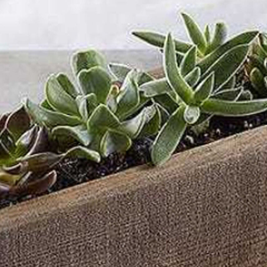 Mini Trough Succulents