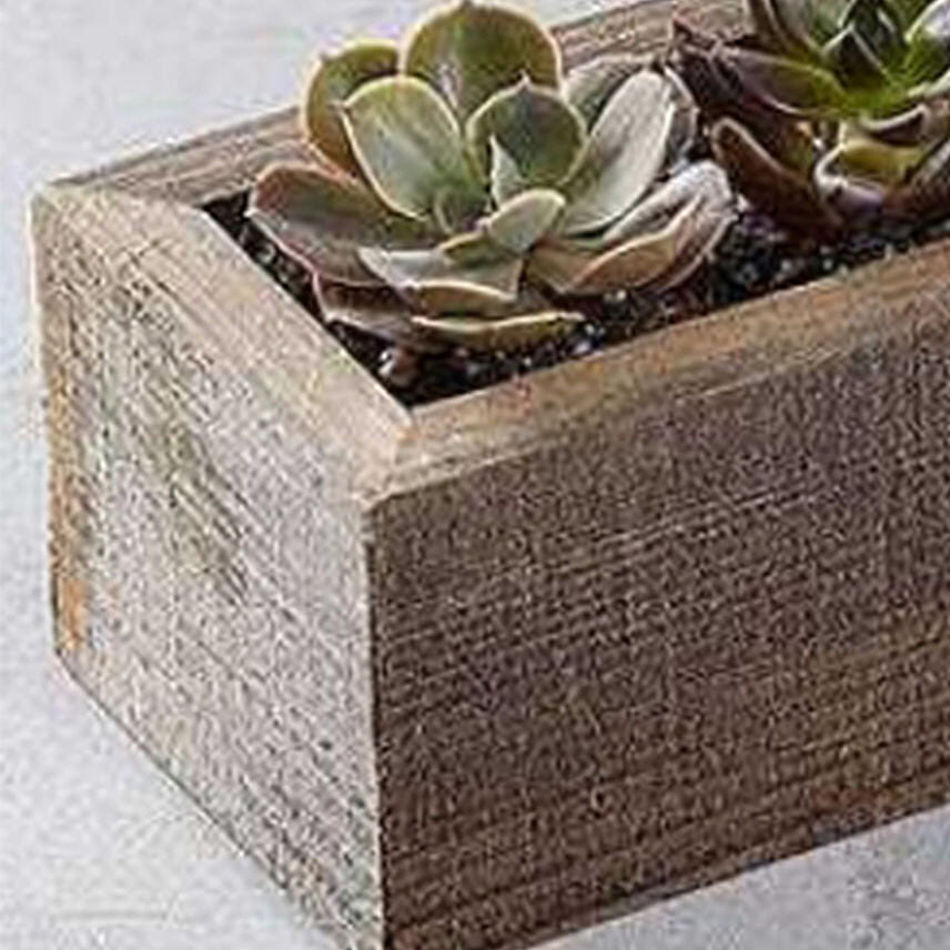 Mini Trough Succulents