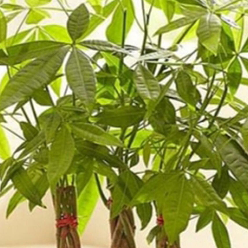 Money Tree Grove