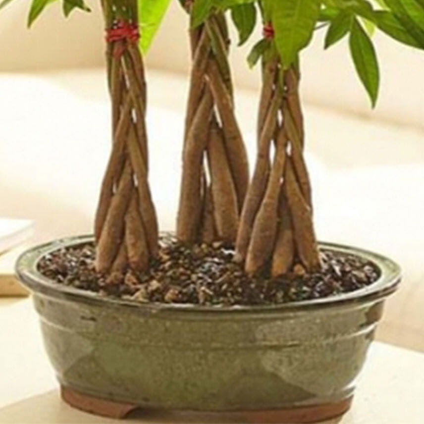 Money Tree Grove