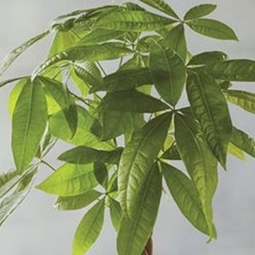 Money Tree