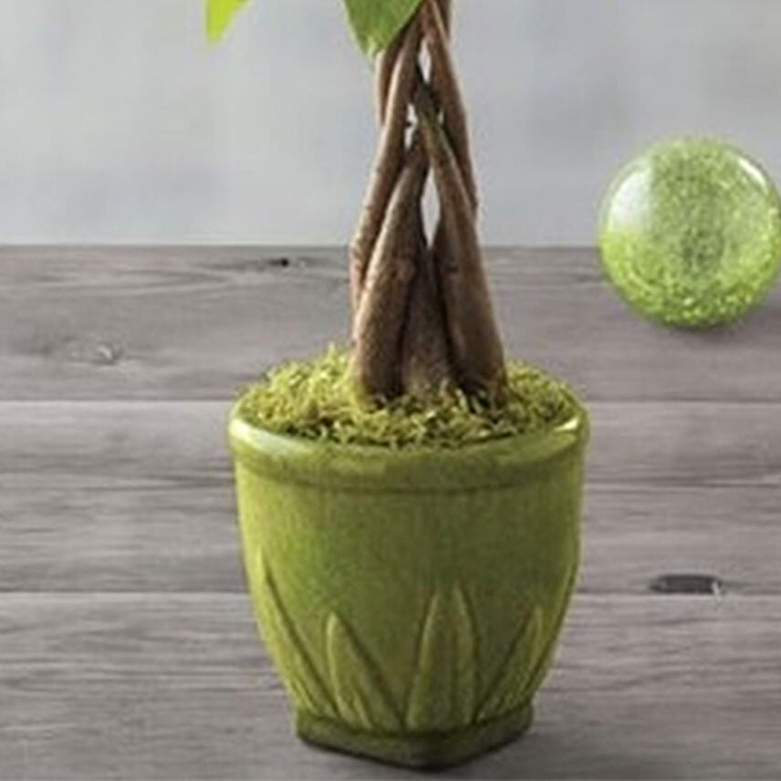 Money Tree
